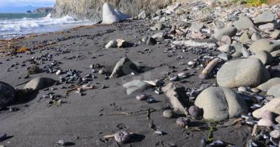 СК возбудил два уголовных дела о загрязнении Тихого океана на Камчатке