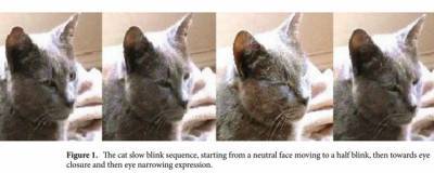 Ученые назвали эффективный способ установления контакта с кошками