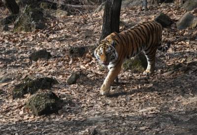 Ученые получили новые данные о миграции амурского тигра в Приморье