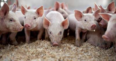 Витебский инвестор вложил средства в развитие свинокомплекса в Россонском районе