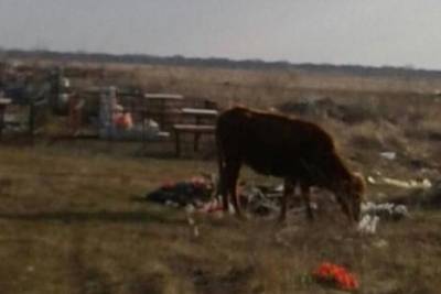 Жители Тутаевского района жалуются на коров гуляющих по кладбищу
