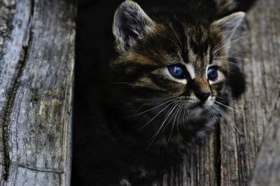 Как общаться с кошками с помощью глаз: ученые описали способ