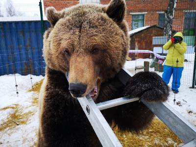 В Нижней Туре застрелили медведя, который неделю разрывал могилы и грыз трупы