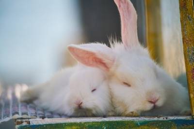 Смоленские кролики славятся не только ценным мехом