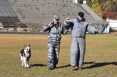 Кусаться разрешено! Хабаровские служебные собаки показали, на что способны - hab.aif.ru - Хабаровск
