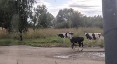 Коровы пасутся прямо на кладбище в Ярославской области