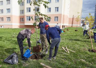 В Южно-Сахалинске на проспекте Мира посадили 20 деревьев