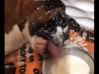 Забавное видео: уставшая собака едва осилила миску с молоком
