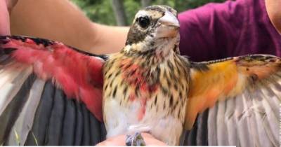 В США обнаружили птицу, которая одновременно – и самец, и самка