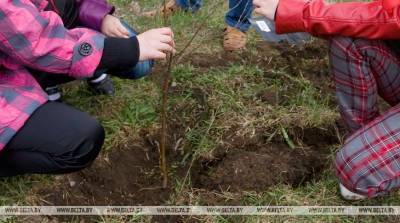 Более 2,5 тыс. деревьев и кустарников высадят в Витебской области в день озеленения
