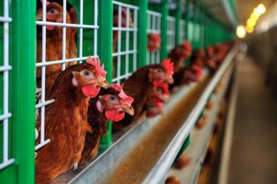 В Европарламенте требуют запретить фермерам держать животных в клетках