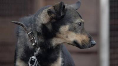Жители с. Грабово заявили в полицию о садистском убийстве собаки