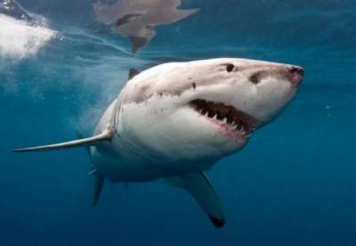 На побережье Канады поймали гигантскую акулу