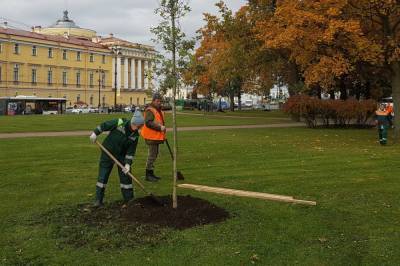 Агротехнический сезон в Петербурге продлили до середины ноября