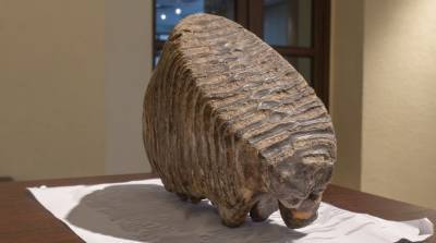 Коллекцию Шкловского музея пополнил случайно найденный зуб мамонта
