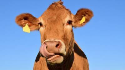 «Сломанная» корова стала кумиром интернет-пользователей
