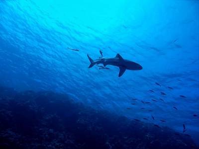 У побережья Канады поймали гигантскую акулу - Cursorinfo: главные новости Израиля