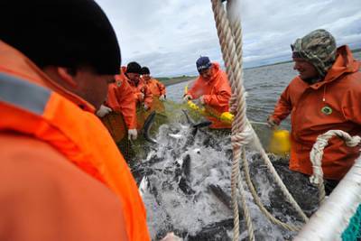 Россиян заверили в безопасности добываемой на Камчатке рыбы