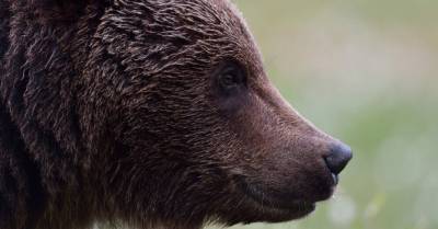 Медведь Проша, бродивший по Латвии и Эстонии, теперь живет в республике Коми