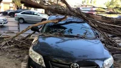 Штормовой ветер снес крышу пятиэтажки в Махачкале и повалил десятки деревьев