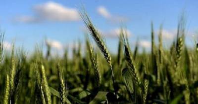 Аргентина первой в мире одобрила генно-модифицированную пшеницу