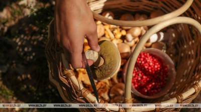 За сутки в Минской области нашли двух заблудившихся пожилых грибниц