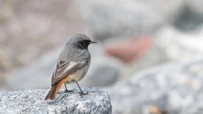 Биолог призвал петербуржцев не кормить птиц до конца осени
