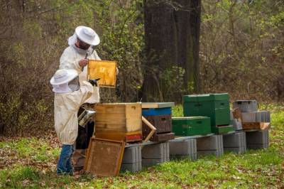 День Савватия-пчеловода: что нельзя делать 10 октября