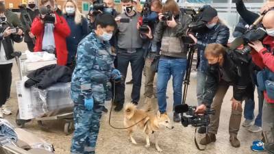 В Шереметьево испытали пса, ищущего больных коронавирусом