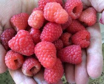 Какую ягоду нужно есть каждый день, рассказали специалисты