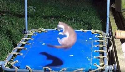 Игривый горностай устроил весёлый аттракцион на батуте (1 фото + 1 видео)