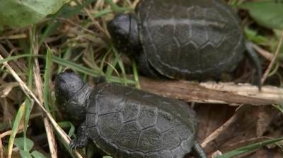 Популяцию болотной черепахи восстанавливают в заказнике "Брестский"