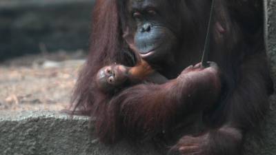 Детеныш орангутана неожиданно родился в зоопарке Великобритании.