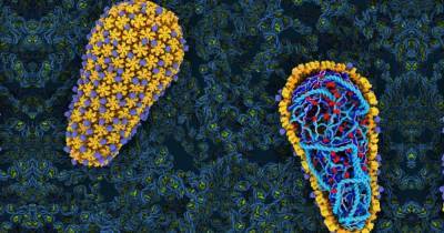 Впервые ученые воспроизвели заражение ВИЧ в пробирке