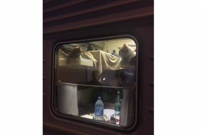 Пассажир поезда «Москва-Анапа» выкупил для кошек целое купе