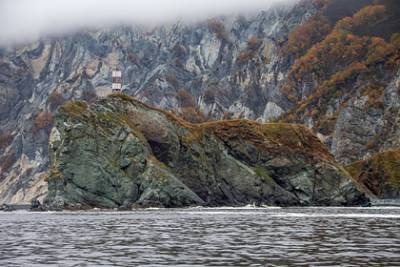 Названа возможная причина гибели морских животных на Камчатке