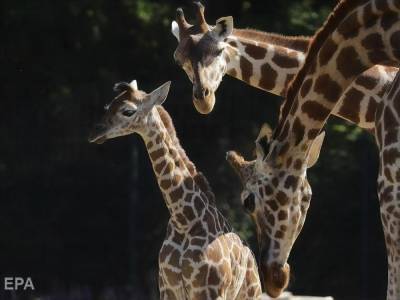 В Франции в зоопарке впервые за 30 лет родился жираф редкой породы