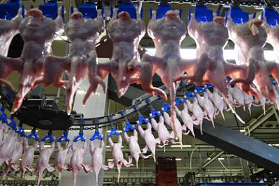 Завод в Кузбассе нарастил производство мяса птицы по нацпроекту