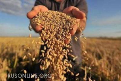 Россия вытесняет страны Запада с мирового рынка зерна