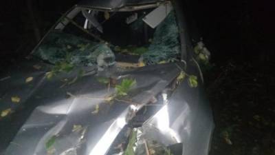 В Винницкой области дерево упало на автомобиль во время движения, водитель погиб