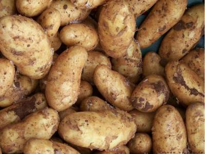 У России увидели потенциал войти в топ-3 производителей картофеля в мире
