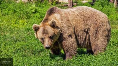 Разрушавшего могилы медведя ликвидировали на Урале
