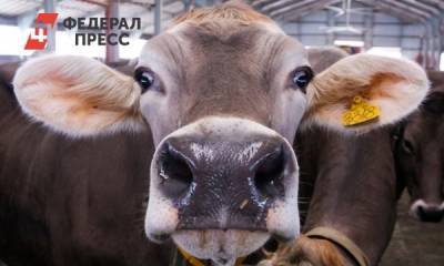 Тюменские фермеры-животноводы могут перейти на патентное налогообложение