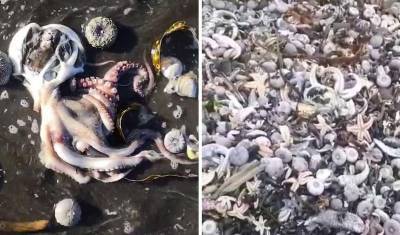 Эколог полагает, что ЧП с животными на Камчатке произошло из-за токсичных водорослей