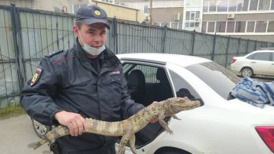 Освобожденный по УДО мужчина пришел в полицию с крокодилом и попросился в теплые края