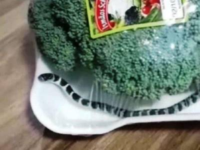Жительница Бразилии обнаружила 30-сантиметровую змею в пакете с овощами