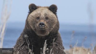 Раскопавшего покойника на Урале агрессивного медведя усмирили