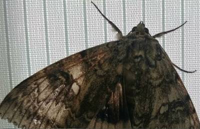 Бабочку размером с птицу обнаружили в Чернобыле