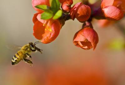 Запреты дня 10 октября 2020: Чего категорически нельзя делать на Савватия Пчельника