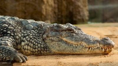"Гоша мерзнет": бывший заключенный пытался перебраться в Сочи с крокодилом